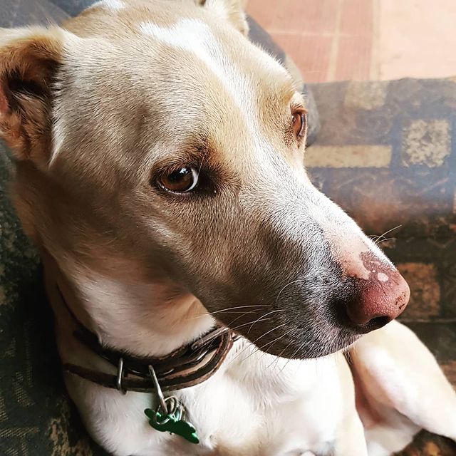 Imagem do Danone arredondada